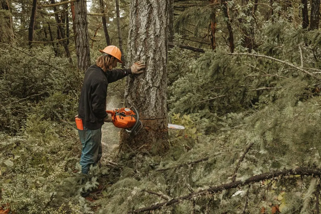 A Womer’s crew member using a chainsaw on a fallen trunk