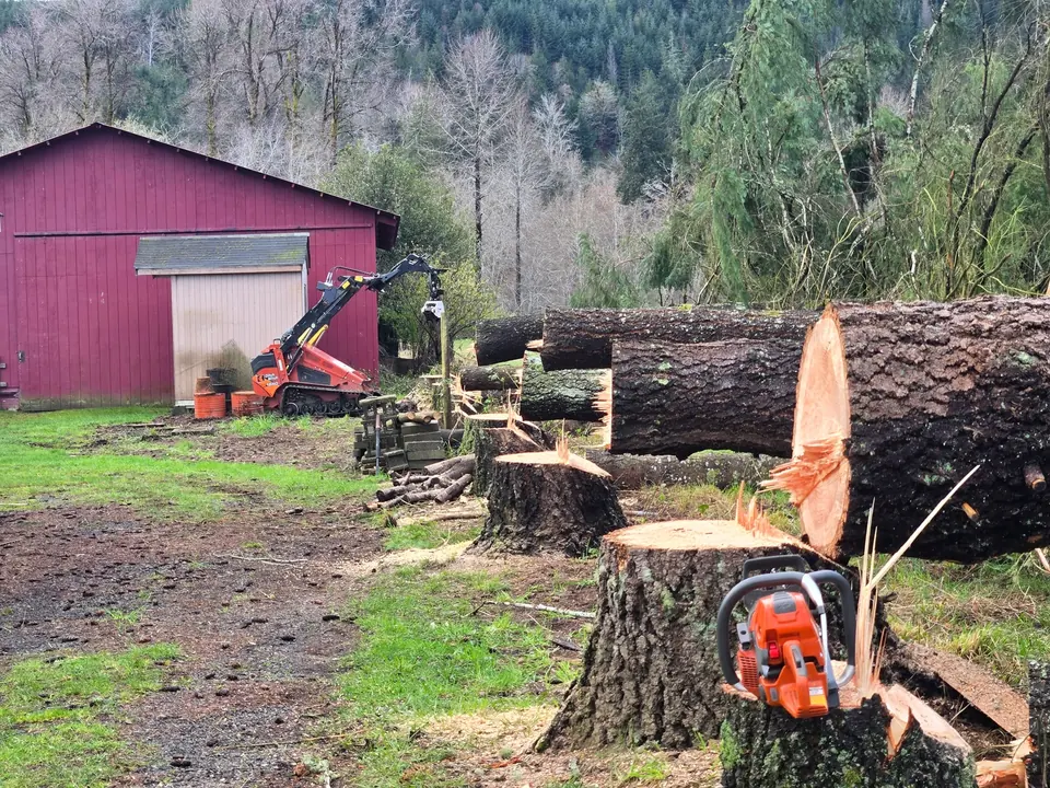 Cut tree sections, a chainsaw, and a compact loader beside a red outbuilding.