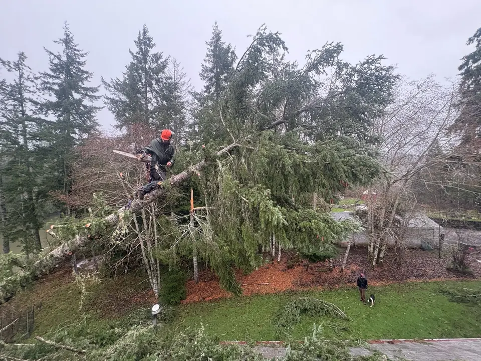 A Womer’s climber works from a leaning conifer above a residential yard.