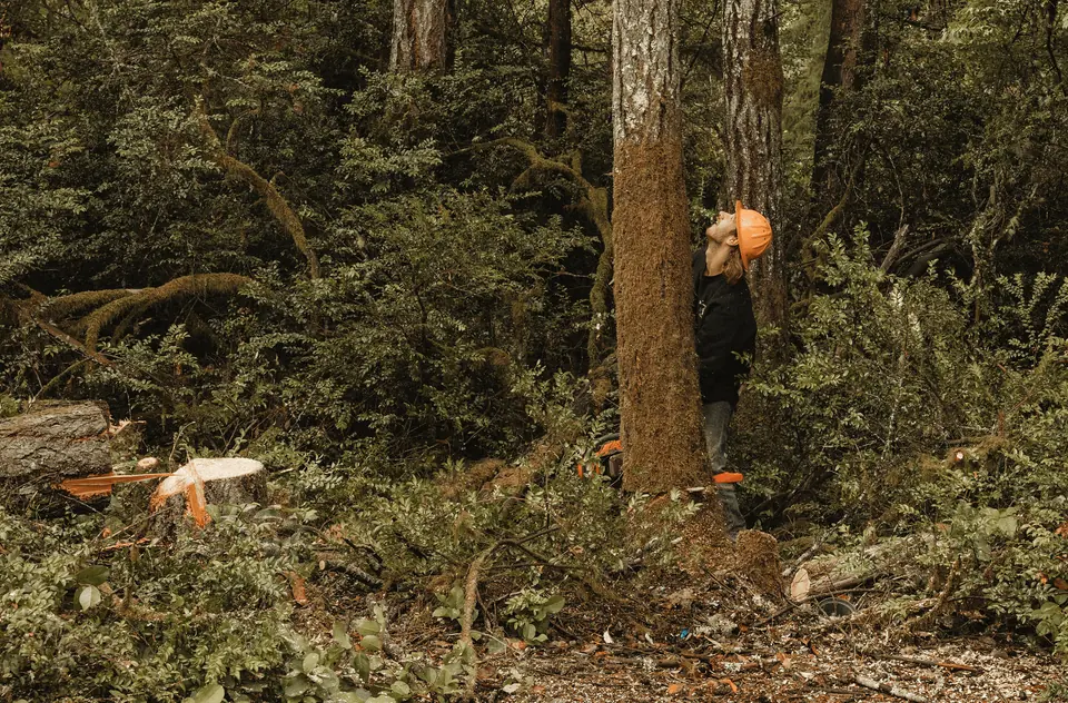 A Womer’s crew member working beside a large tree in the woods