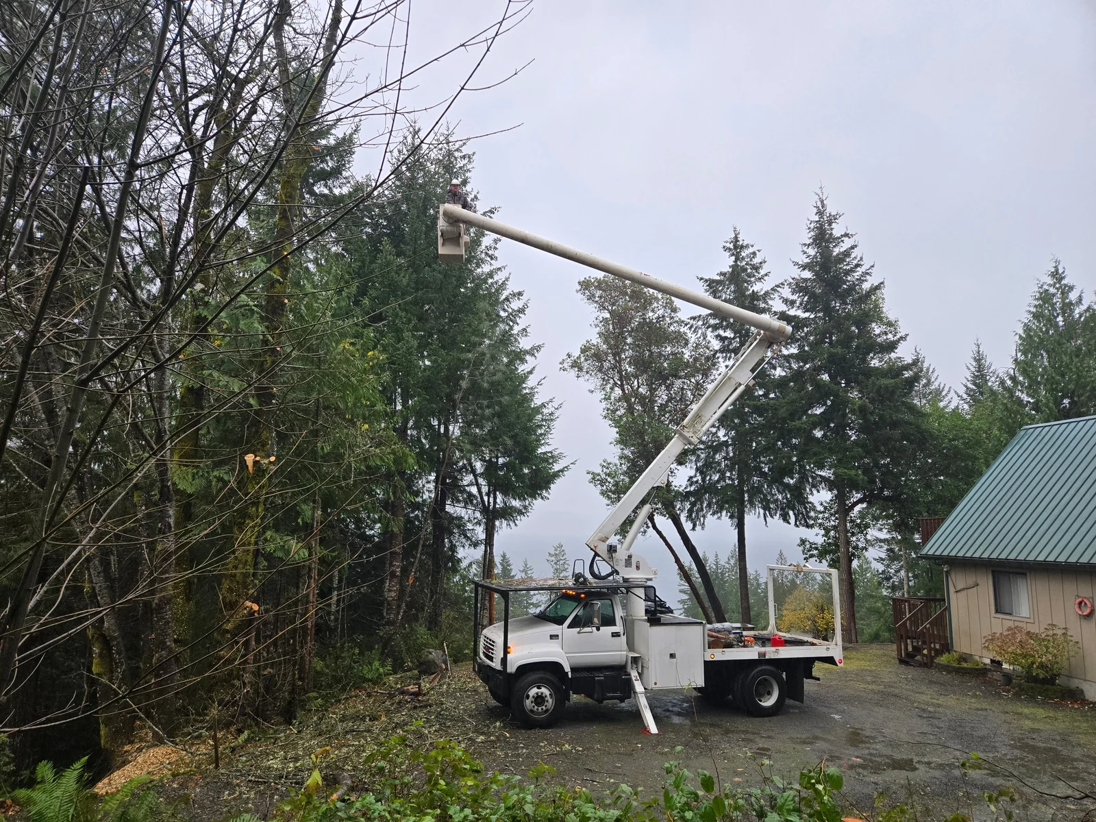 A Womer’s crew member works from an elevated bucket beside trees on a residential driveway.