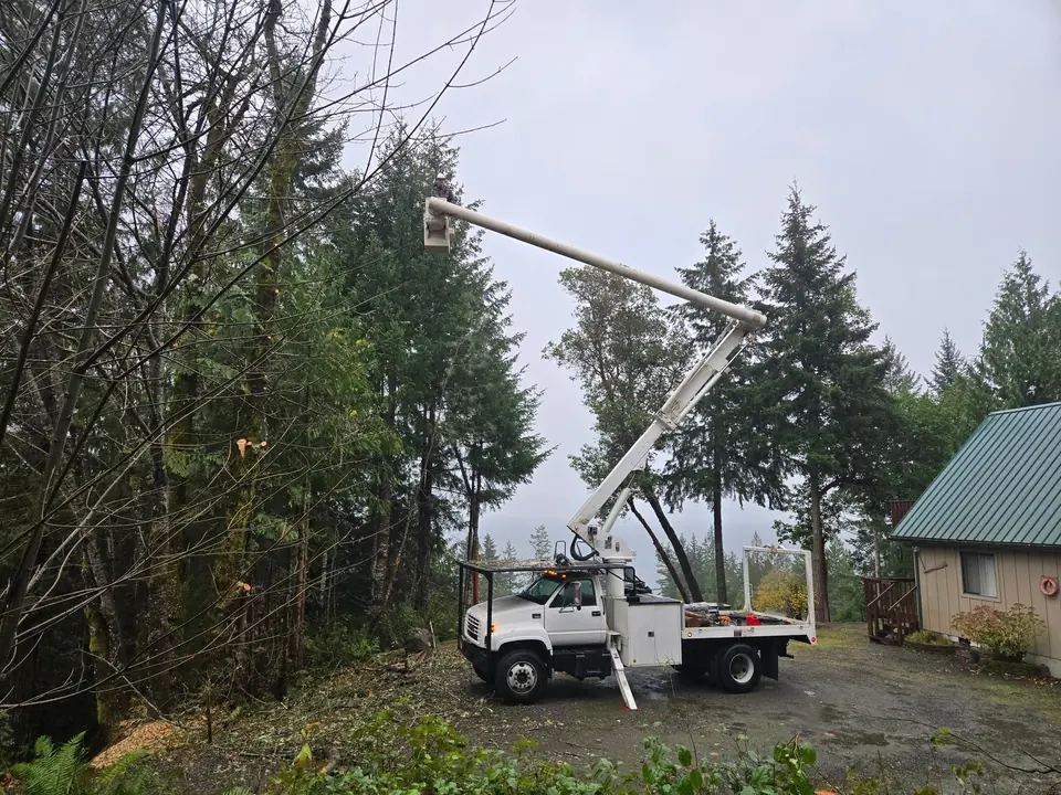 A Womer’s crew member works from an elevated bucket beside trees on a residential driveway.
