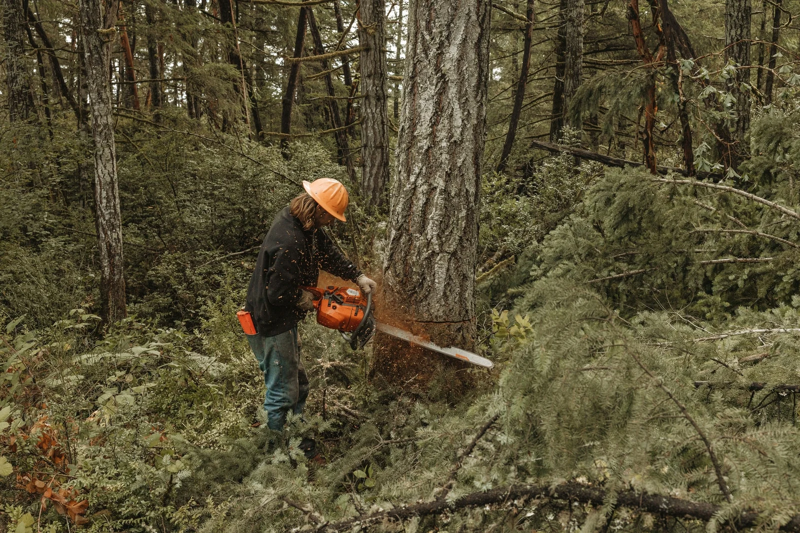 A Womer’s crew member makes a chainsaw cut at the base of a large tree in a wooded work area.