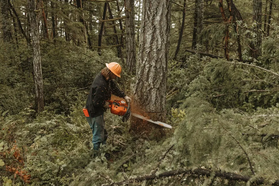 A Womer’s crew member makes a chainsaw cut at the base of a large tree in a wooded work area.