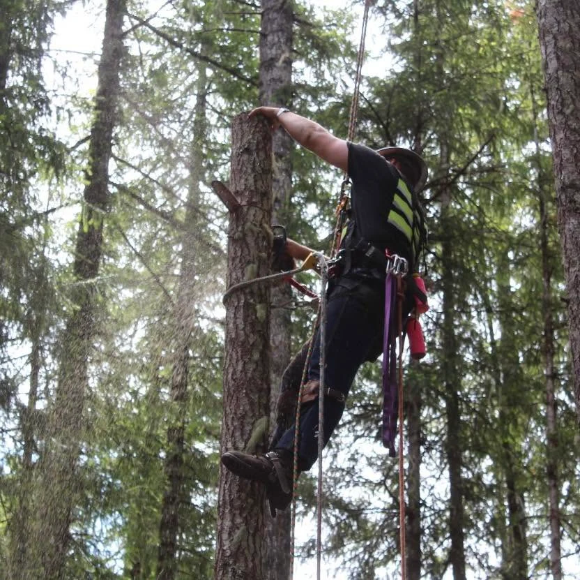 A Womer’s climber secured to a trunk in a wooded work area.