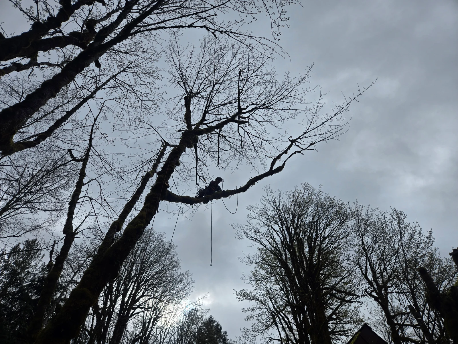 A Womer’s climber moves along the branches of a leafless tree.