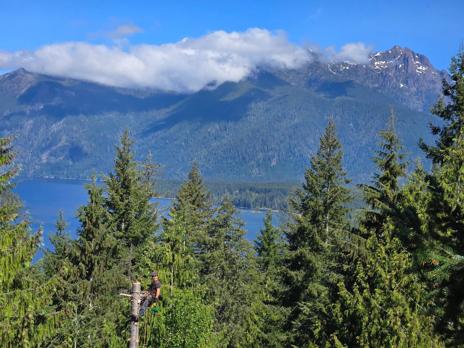 A Womer’s climber works among trees with mountains in the distance.
