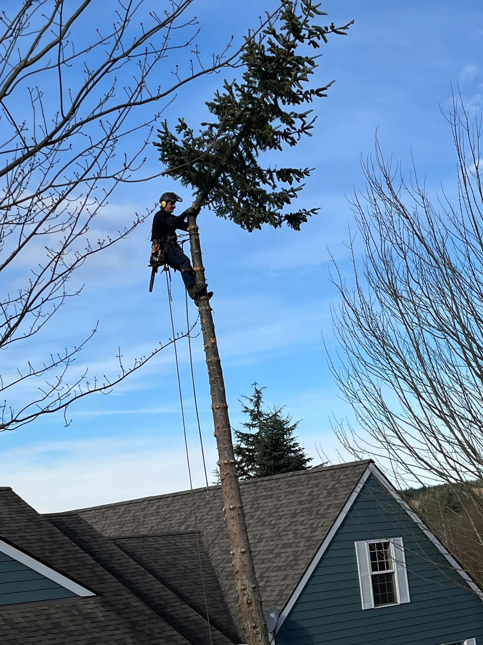 Tree work beside a home, photographed by Charlie