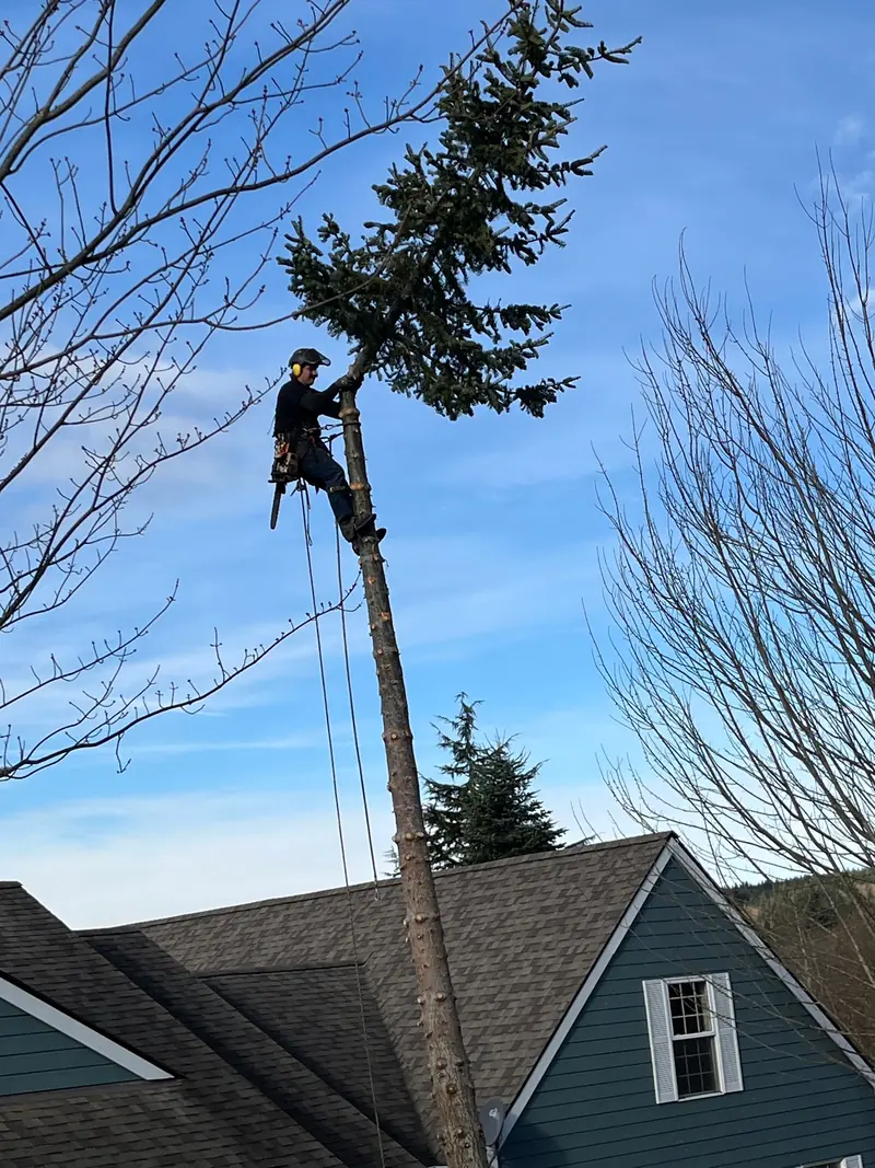 Tree work beside a home, photographed by Charlie