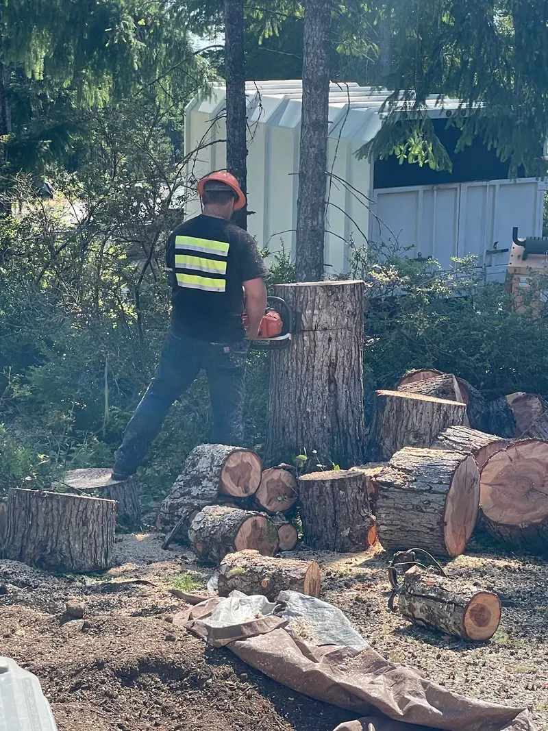 Tree removal and cleanup, photographed by Kevin Shutty